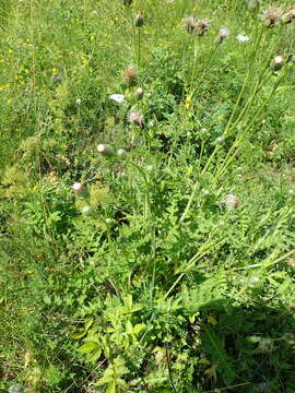 Image of Cirsium rigens (Ait.) Wallr.