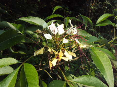 Image of sacred garlic pear