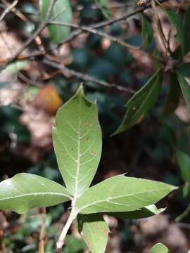 Image of Quercus laurina Bonpl.