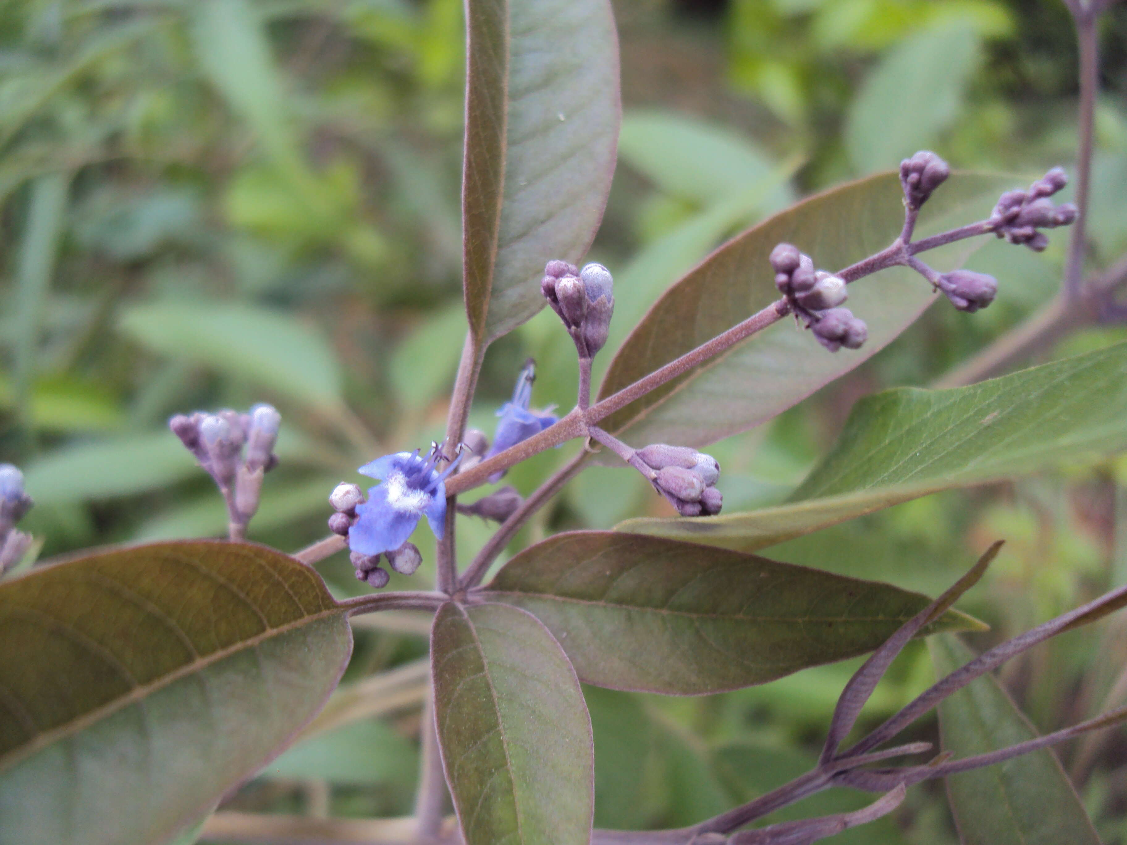 Image of Chinese Chaste-tree