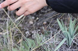 Image of Yukon whitlowgrass