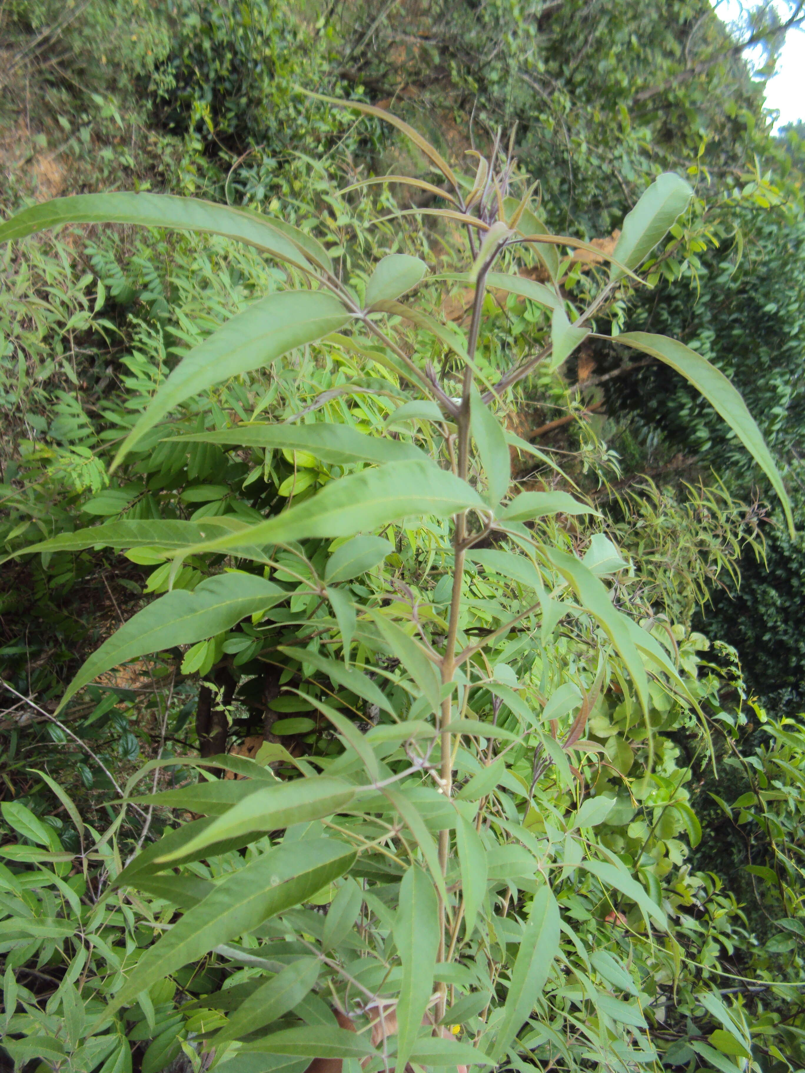 Image of Chinese Chaste-tree