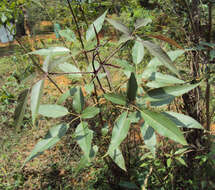 Image of Chinese Chaste-tree