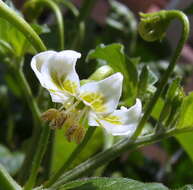 Plancia ëd Capsicum baccatum L.