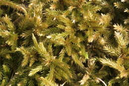 Image of tree climacium moss