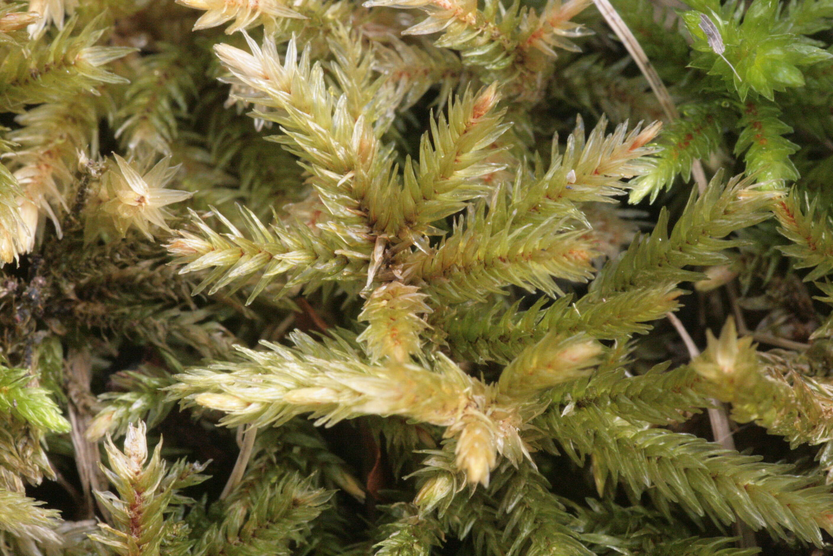 Image of tree climacium moss