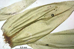 Image de Climacium dendroides Weber & D. Mohr 1804