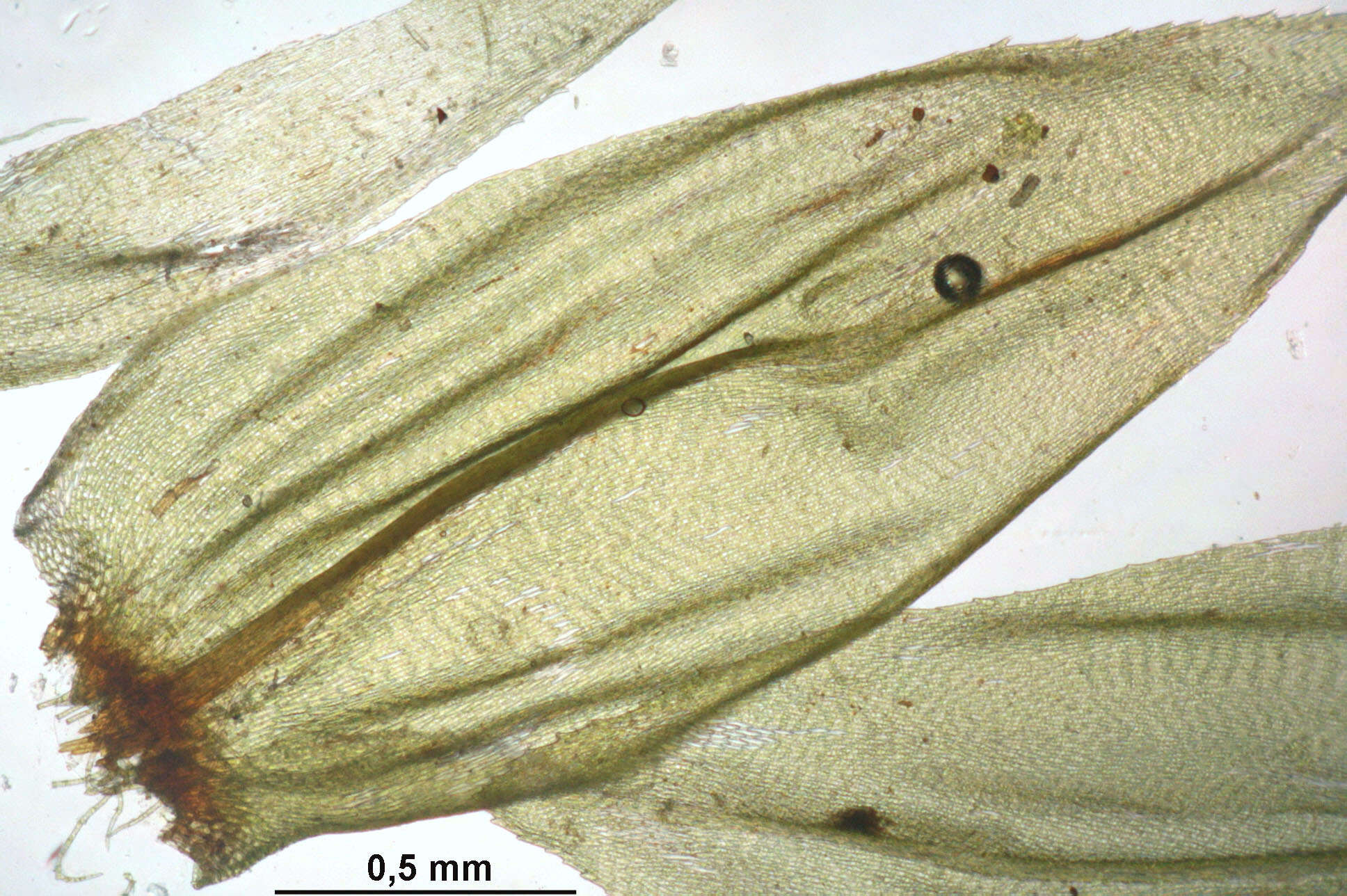 Image of tree climacium moss