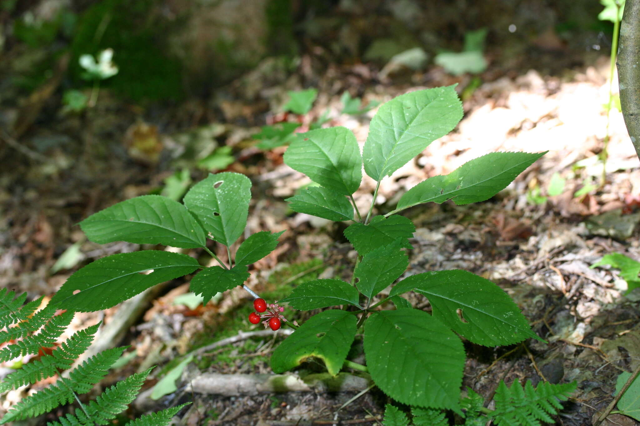 Panax quinquefolius L. resmi