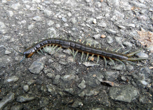 Image of Scolopendra japonica L. Koch 1878