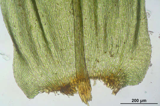 Image of tree climacium moss