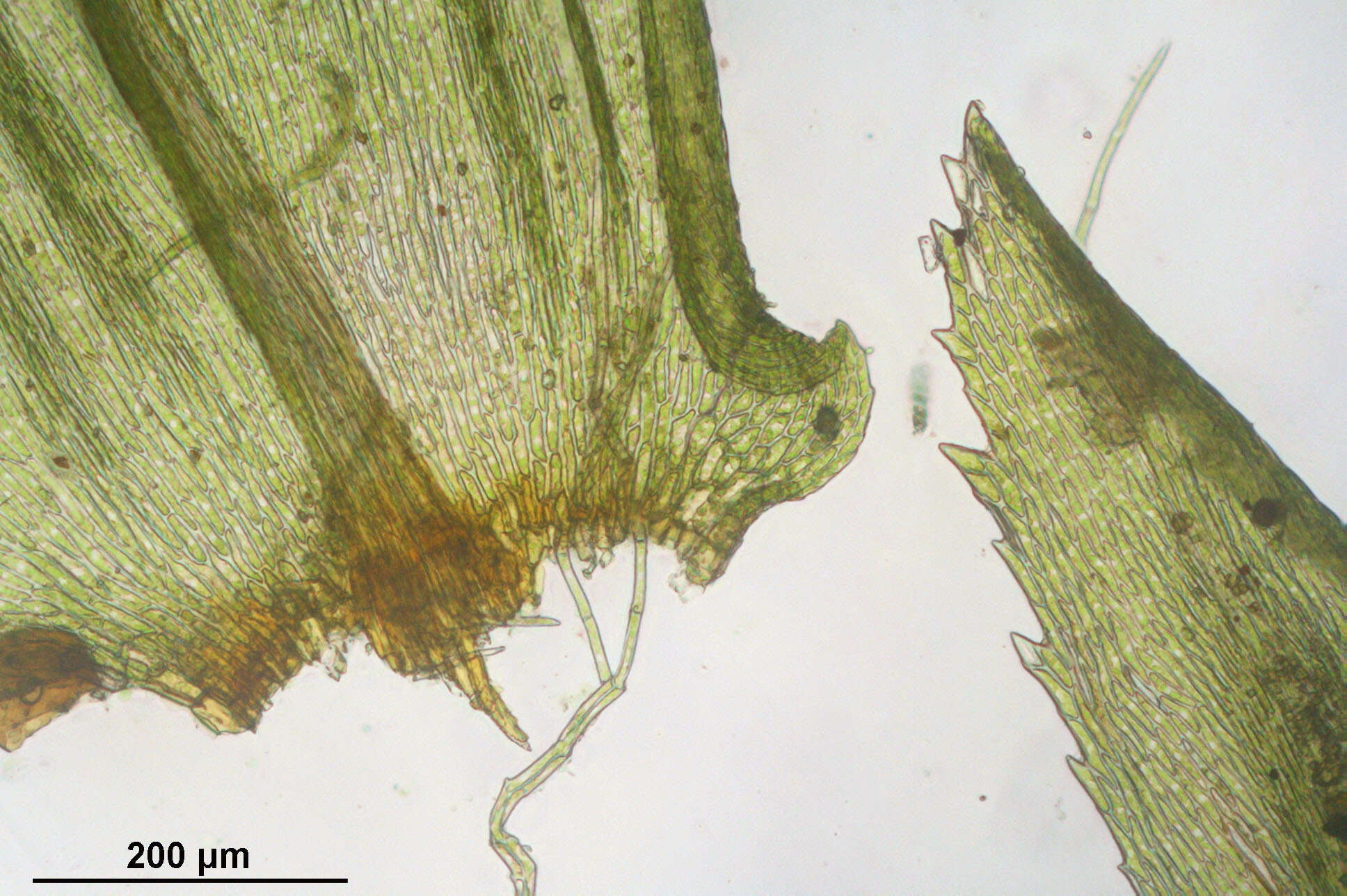 Image of tree climacium moss