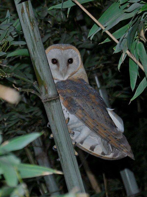 Tyto alba poensis (Fraser 1843) resmi