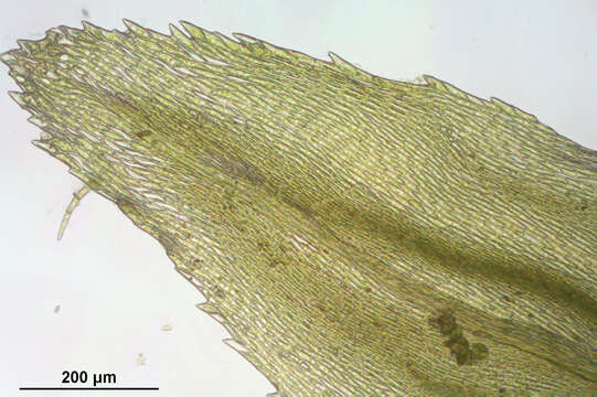 Image of tree climacium moss