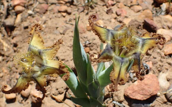 Image of Ferraria variabilis Goldblatt & J. C. Manning