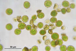 Image of tree climacium moss