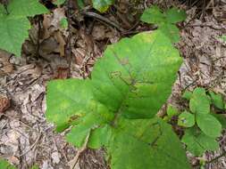 صورة Stigmella rhoifoliella (Braun 1912) Newton et al. 1982