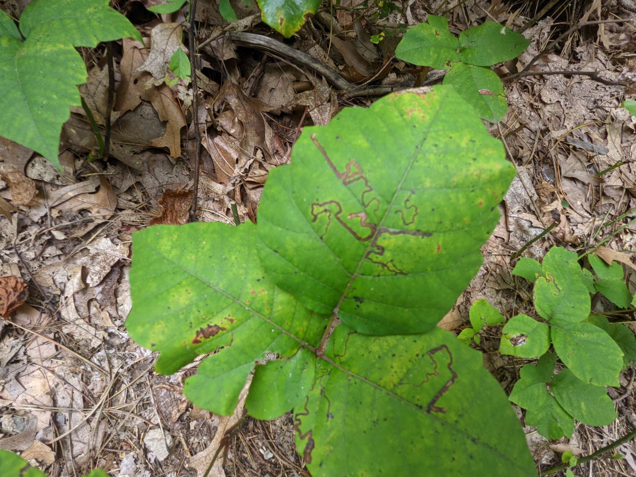 Image of Stigmella rhoifoliella (Braun 1912) Newton et al. 1982