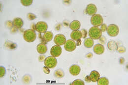 Image of tree climacium moss