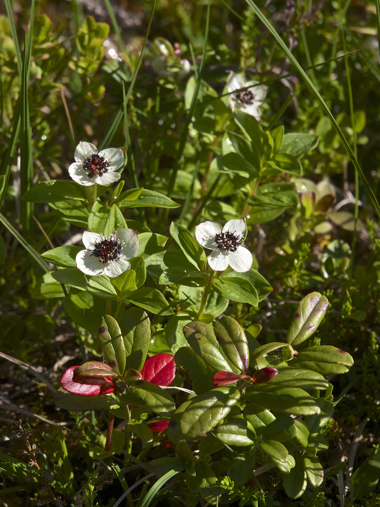 Image of Bunchberry