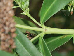 Sivun Veronica stricta var. macroura (Hook. fil. ex Benth.) Garn.-Jones kuva