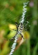 Image of Barbary Spider