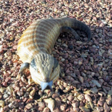 صورة Tiliqua multifasciata Sternfeld 1919