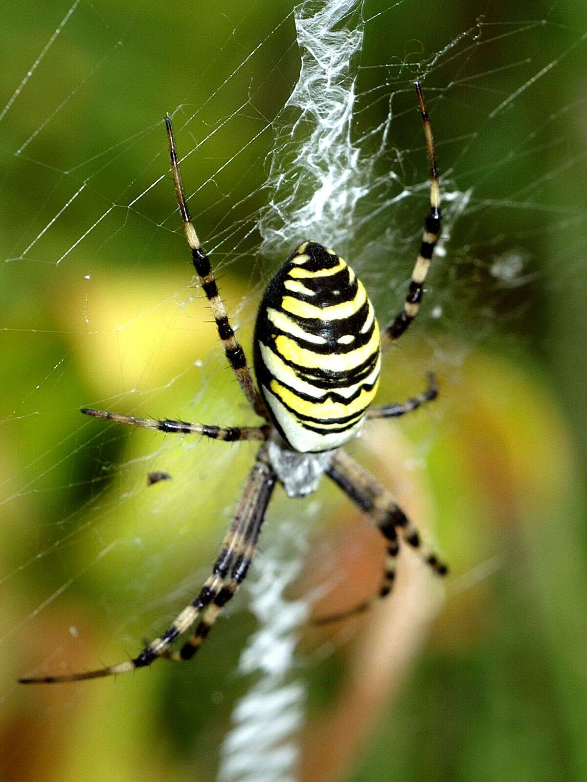 Image of Barbary Spider