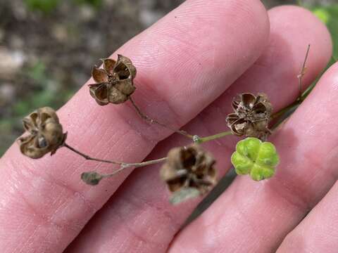 Image of big yellow velvetleaf