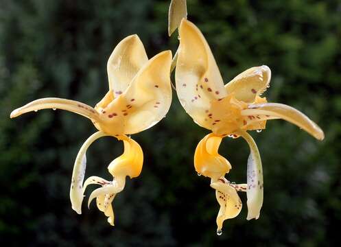 Plancia ëd Stanhopea jenischiana F. Kramer ex Rchb. fil.