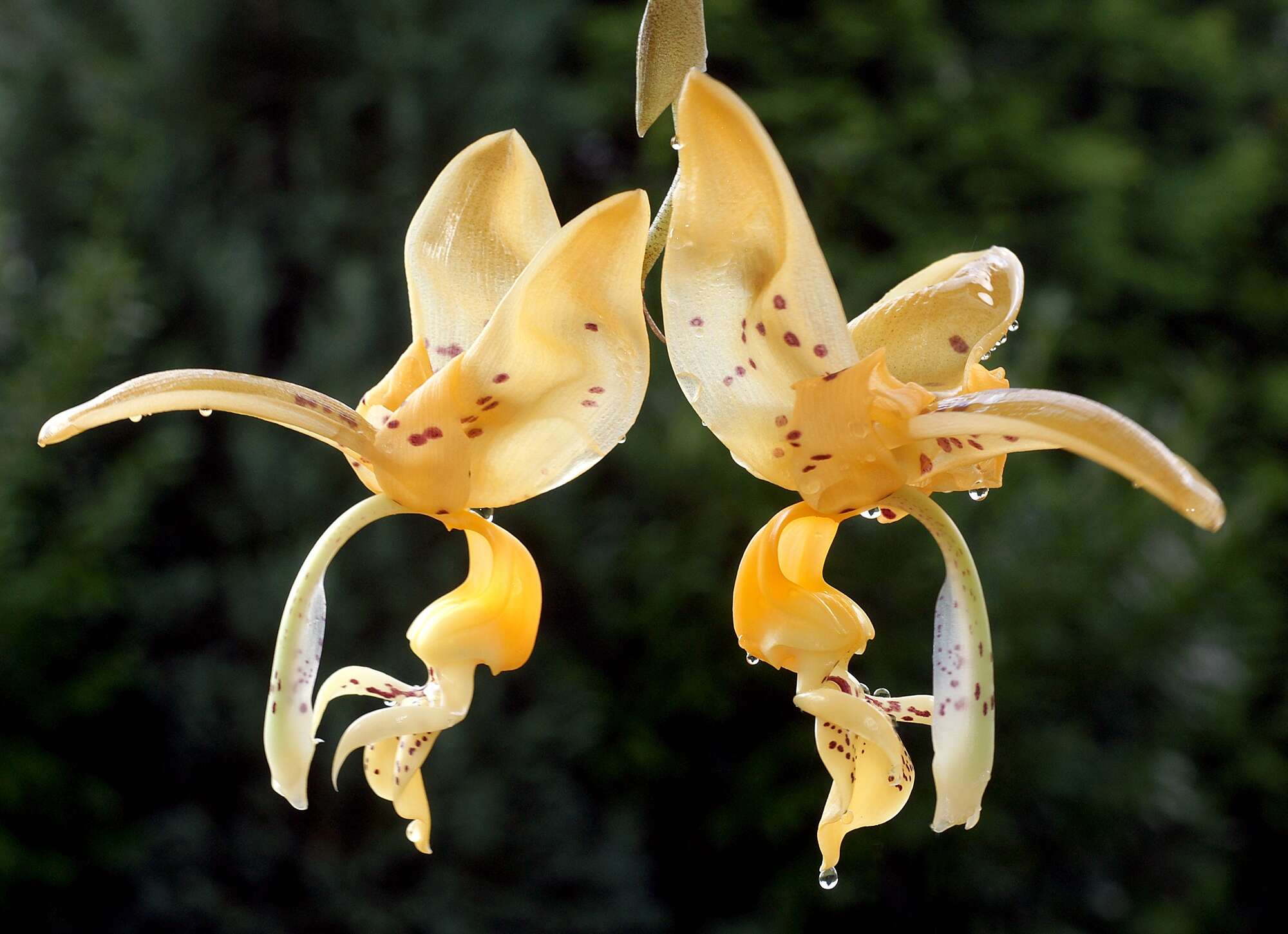 Image of Stanhopea jenischiana F. Kramer ex Rchb. fil.