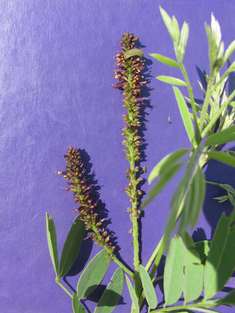 Imagem de Amorpha fruticosa L.