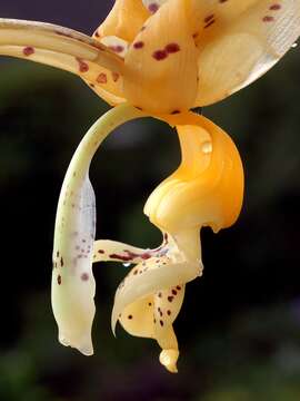 Plancia ëd Stanhopea jenischiana F. Kramer ex Rchb. fil.