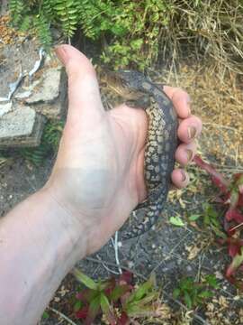 صورة Tiliqua nigrolutea (Quoy & Gaimard 1824)