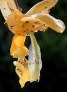 Plancia ëd Stanhopea jenischiana F. Kramer ex Rchb. fil.