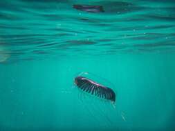 Image of crystal jelly