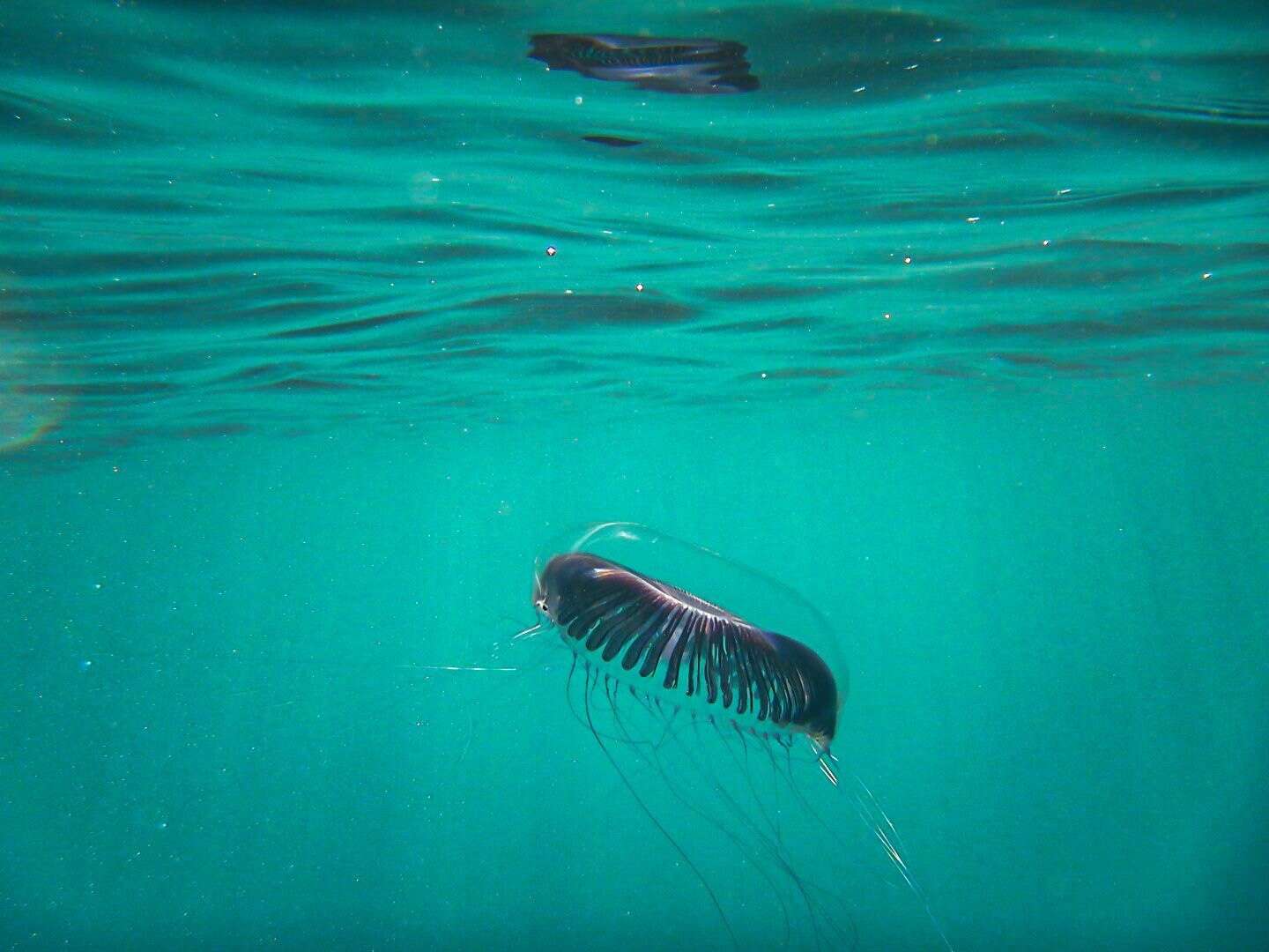 Image of crystal jelly