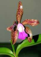 Sivun Cattleya tigrina A. Rich. kuva