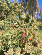 Arctostaphylos viscida subsp. mariposa (Dudley) P. V. Wells resmi