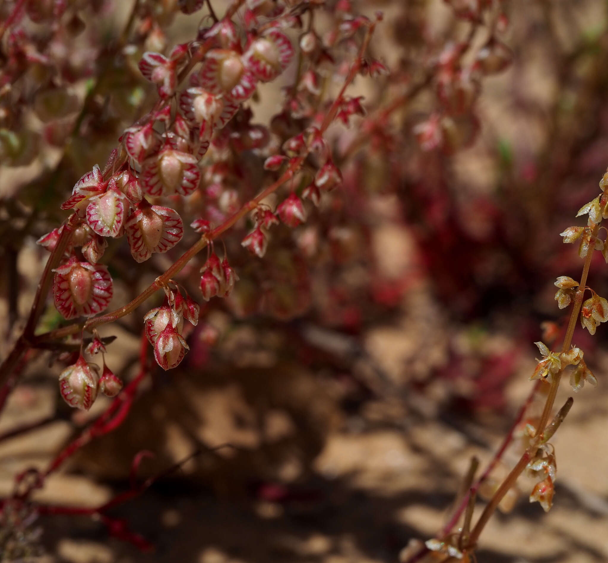 Rumex pictus Forsskál的圖片