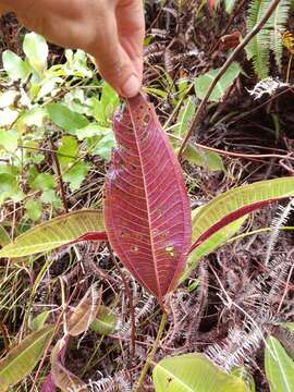 Miconia calvescens DC. resmi