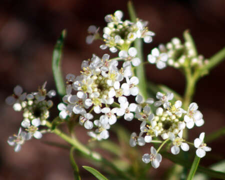 Sivun Lepidium montanum Nutt. kuva