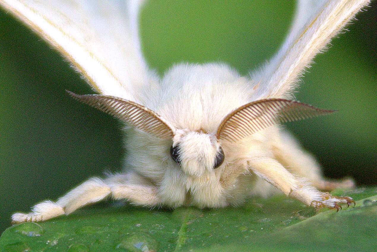 Imagem de Bombyx mori Linnaeus 1758