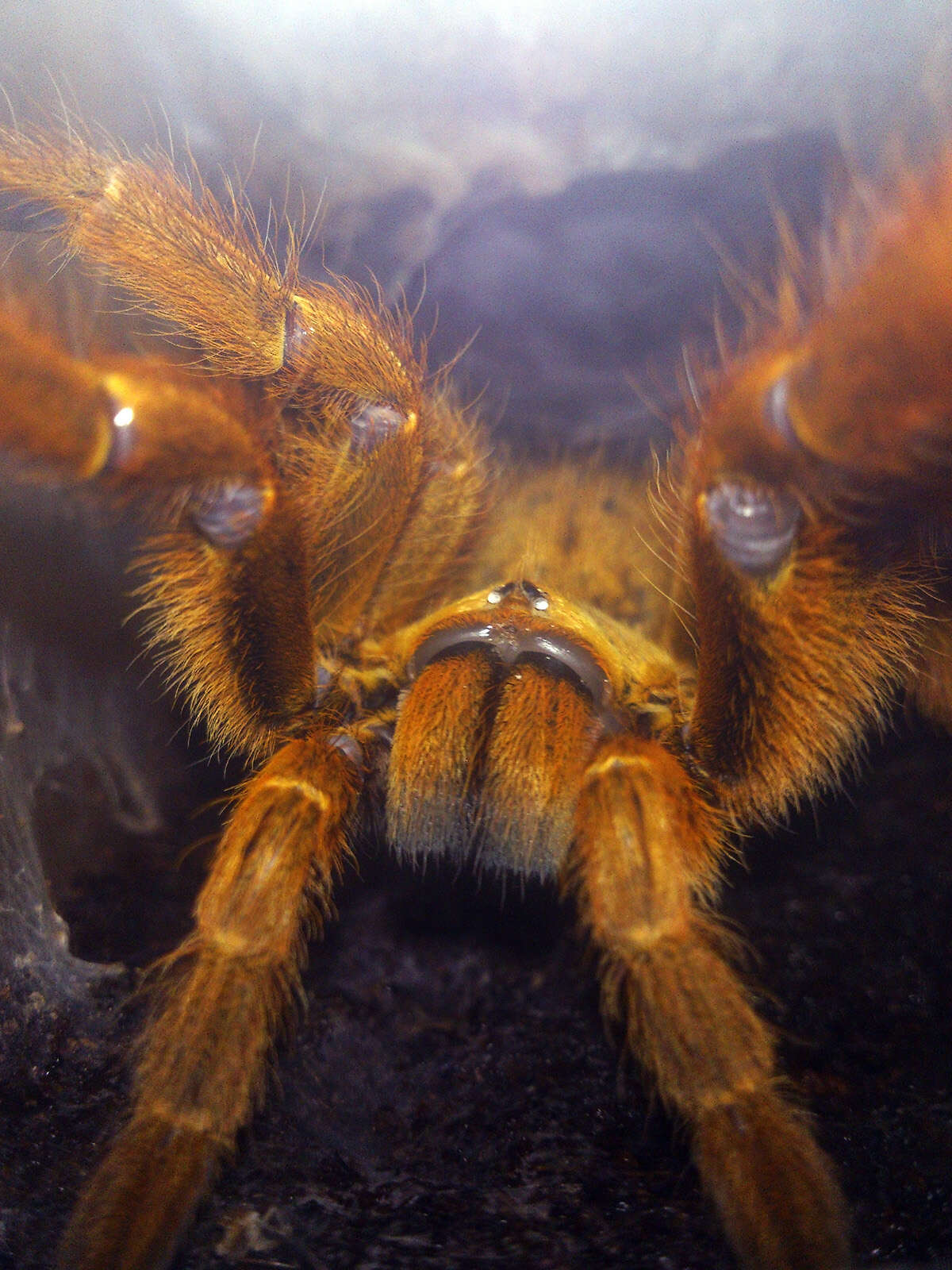 Image of Orange Baboon Tarantula