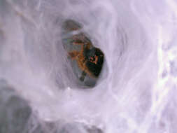 Image of Orange Baboon Tarantula