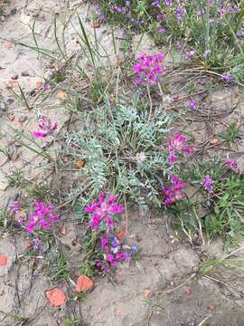 Image of Bessey's locoweed