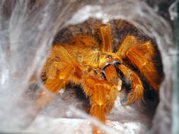 Image of Orange Baboon Tarantula