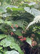 Image of Rubus lambertianus var. glandulosus Cardot