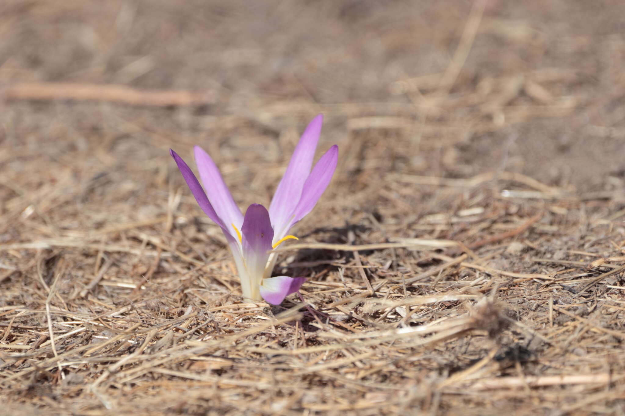 Image de Colchicum montanum L.