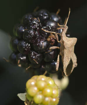 Image of Coreus